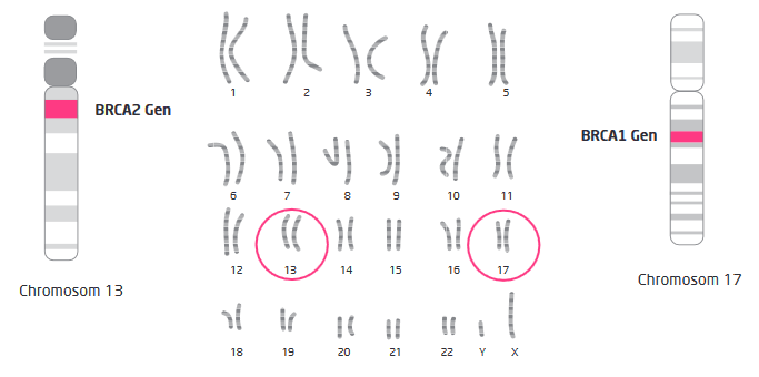 Γονίδια BRCA1 και BRCA2 — μηχανισμός επιδιόρθωσης DNA